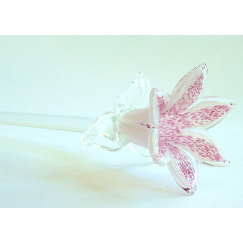 Lilienblume, blühend, weißrosa www.glas-produkte.com