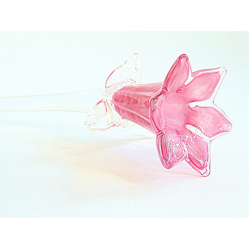 Lilienblume, blühend, rosa www.glas-produkte.com