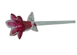 Lilienblume, blühend, lila www.glas-produkte.com